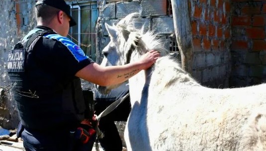 Pilar: desarticulan banda que robaba caballos de polo para faenarlos y vender su carne
