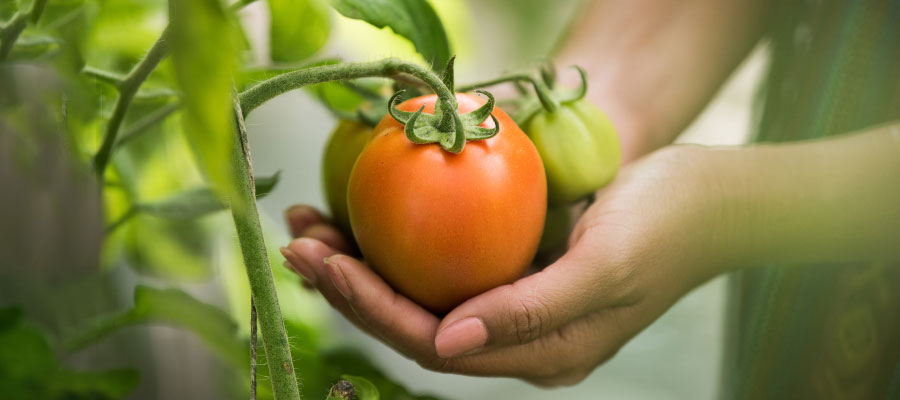 BPA en producciones intensivas
-¿Cómo implementar las BPA en la producción hortícola?