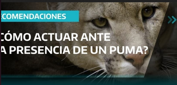 Advierten sobre la posible presencia de un puma en la zona de avenida De Tomaso