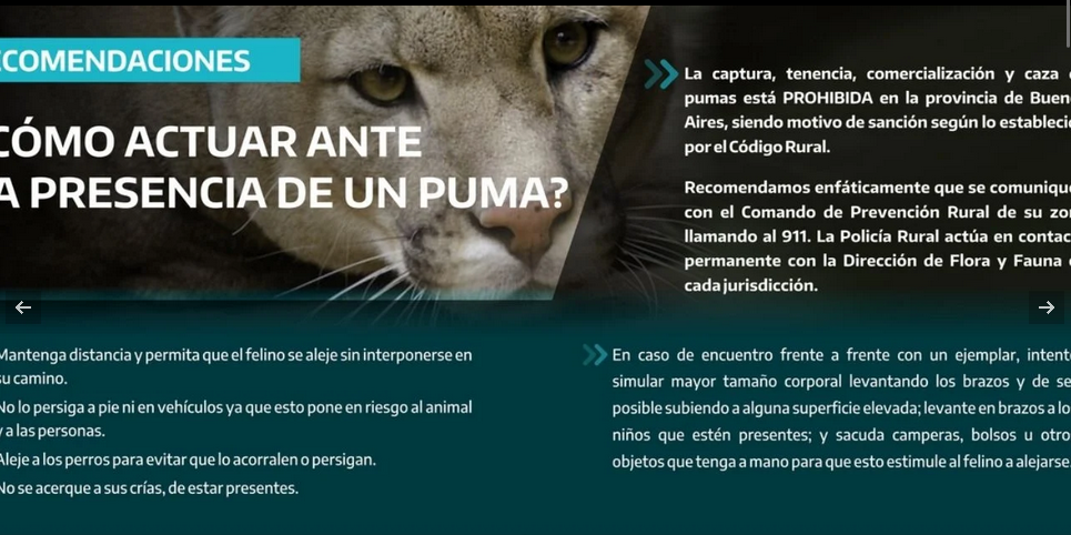 La presencia de Pumas en la zona vuelve a preocupar a productores rurales y vecinos de la zona urbana.