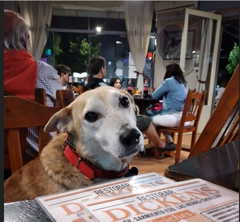 Dickens mantiene su nombre por una trayectoria superior a los 15 años pero es más conocido como ‘el bar de Corcho’, en su propuesta amigable con las mascotas.