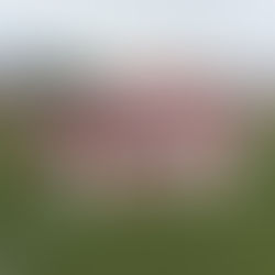 !Y el rojo ya salió campeón y el rojo ya salió campeón!