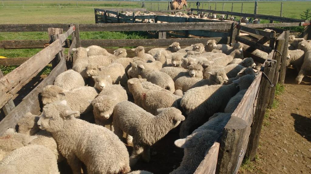 UEP
Estudio sobre la caracterización de la carne ovina en la Provincia