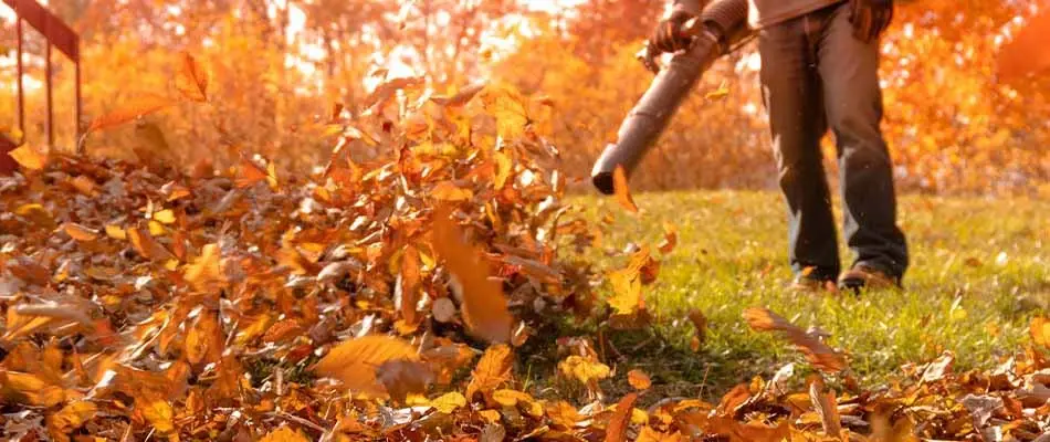 The Leaves Have Decided its Fall!