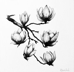 Magnolias