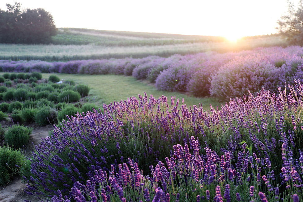 mouse23-lavender-6398415.jpg