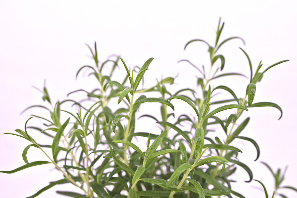 Nahaufnahme Romarinblätter
