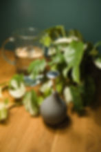 Gießbrause mit Pflanze und Wasserbehälter