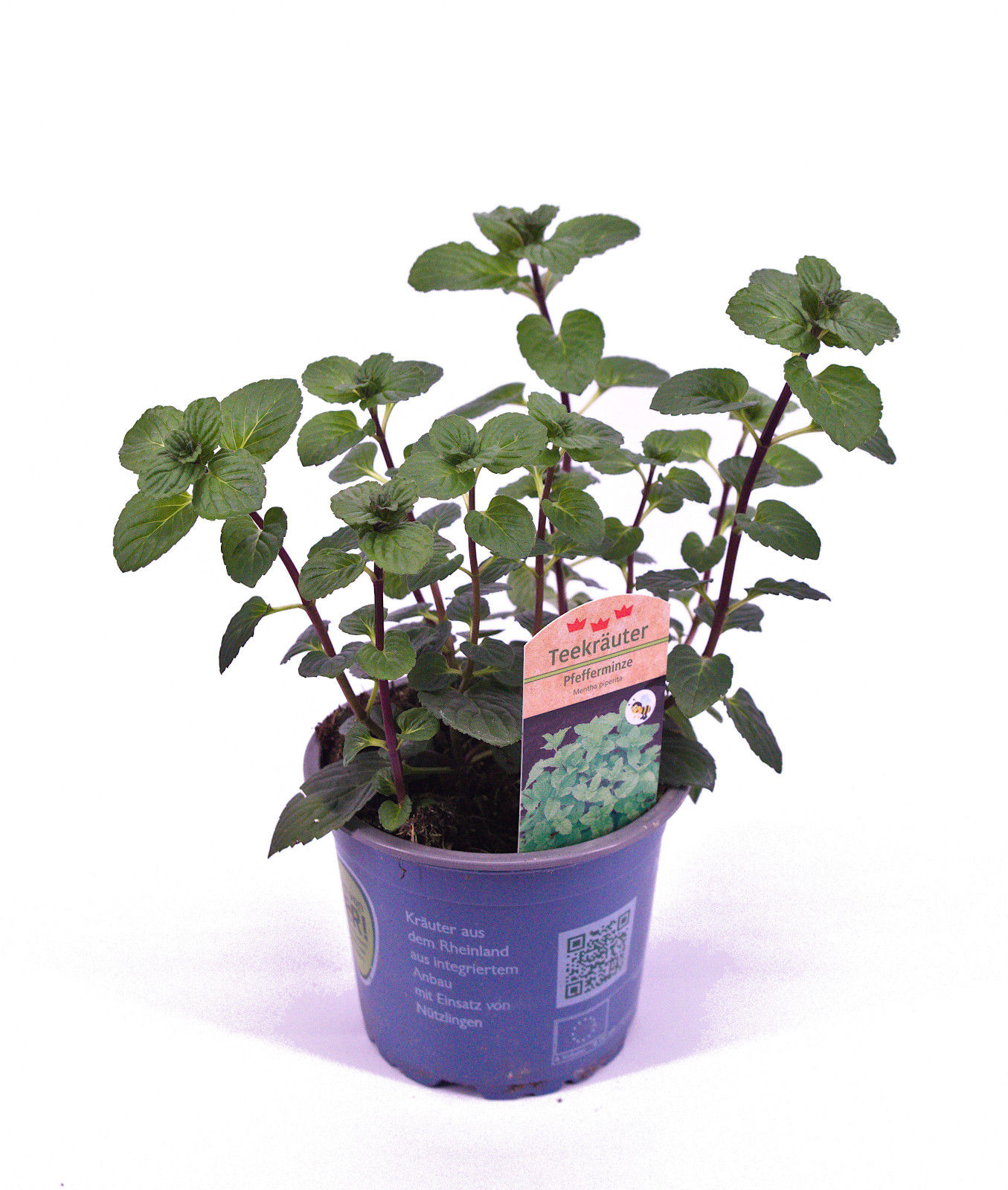 Pfefferminze im Topf
