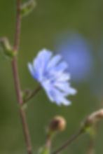 Blaue Blüte der Gewöhnlichen Wegwarte Cichorium intybus
