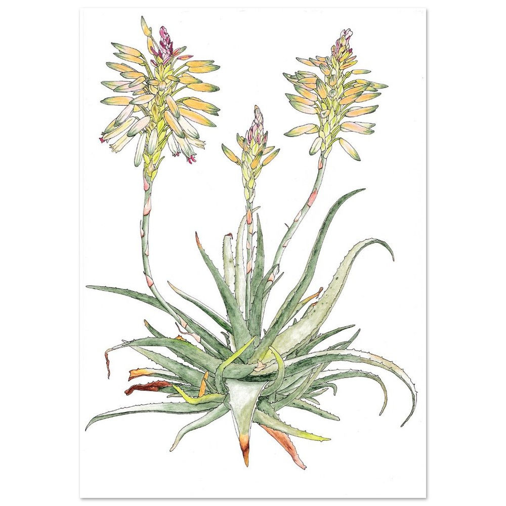 Kunstdruck Aquarelle der Aloe Safari Sunrise