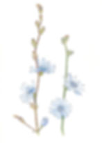 Aquarelle einer Wegwarte Cichorium intybus