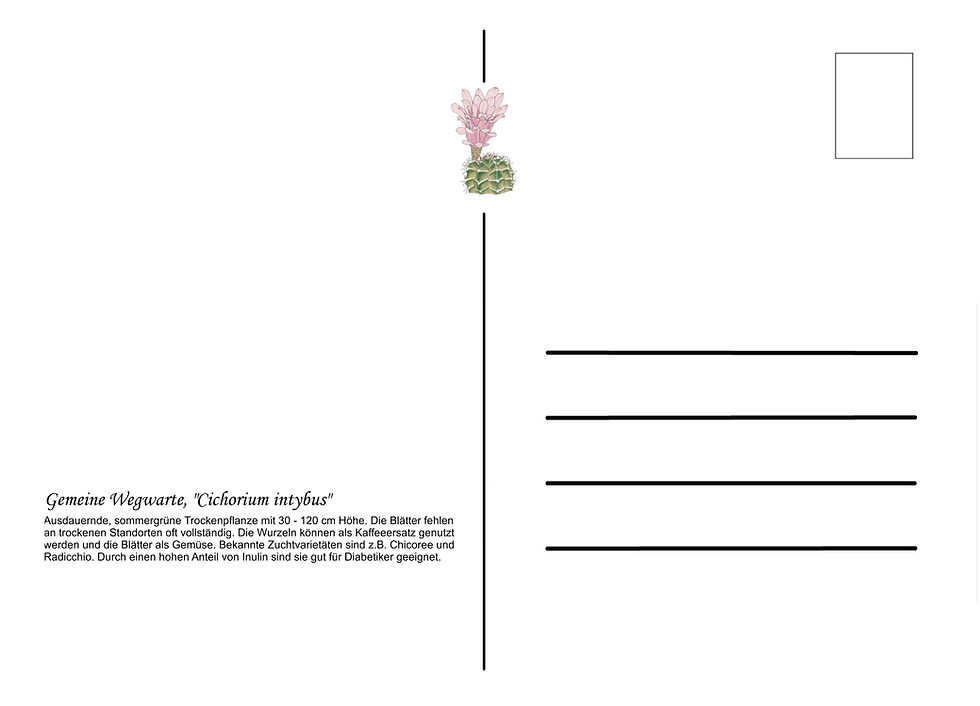 Miniaturbild: Ruckseite einer Postkarte mit interessantem Infotext über eine Pflanze
