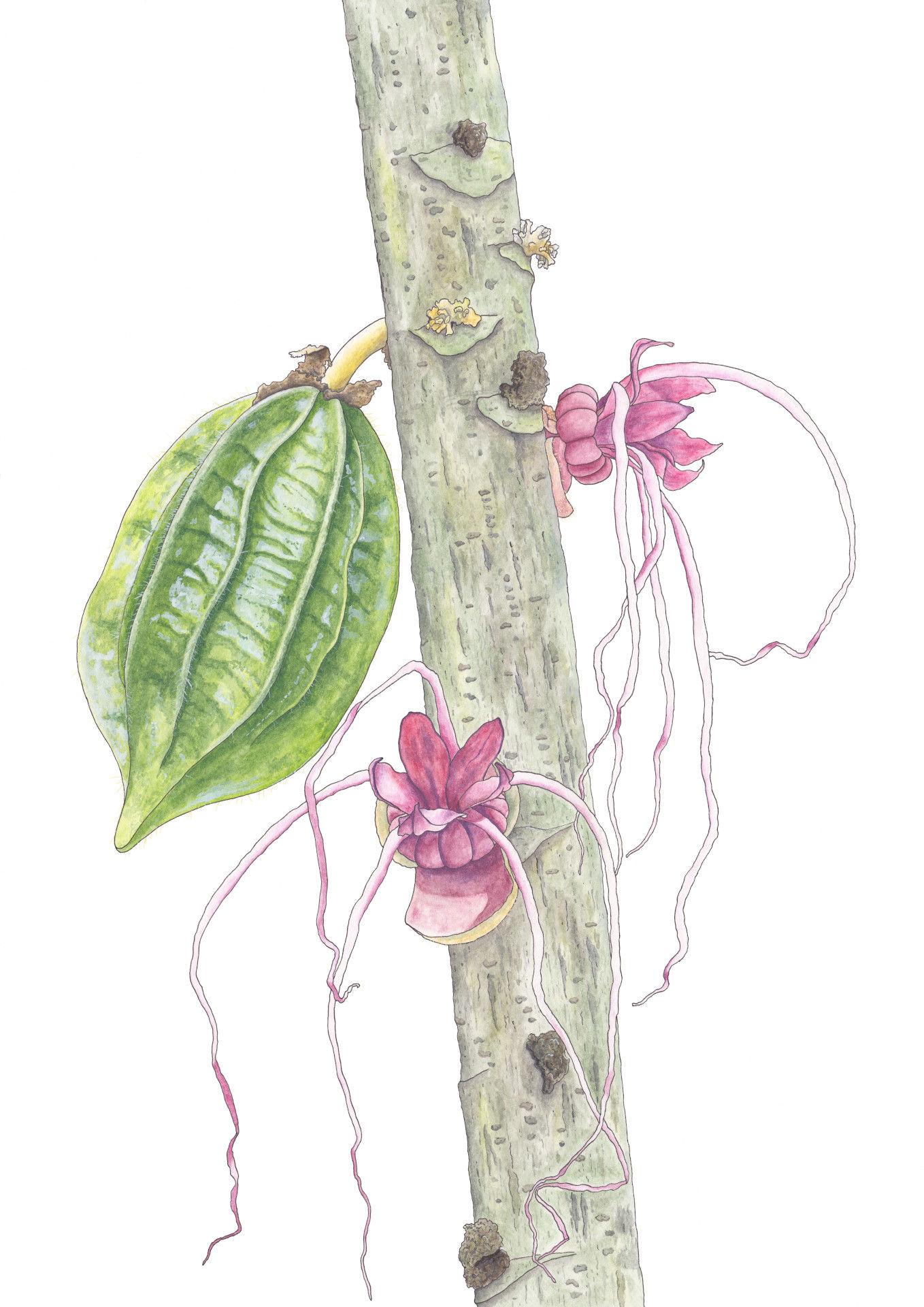 Aquarell des Bergkakaos