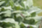 Stachys byzantina Wollziest Blätter