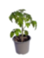 Balkontomate im Topf