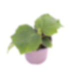 Gurkenpflanze im Topf