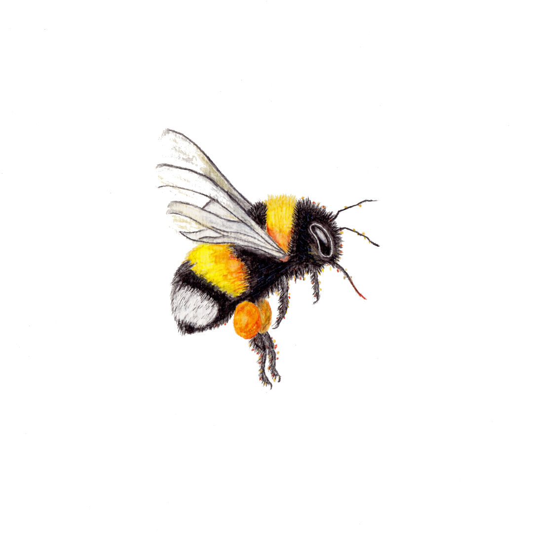 Aquarelle einer Erdhummel Bombus terrestris