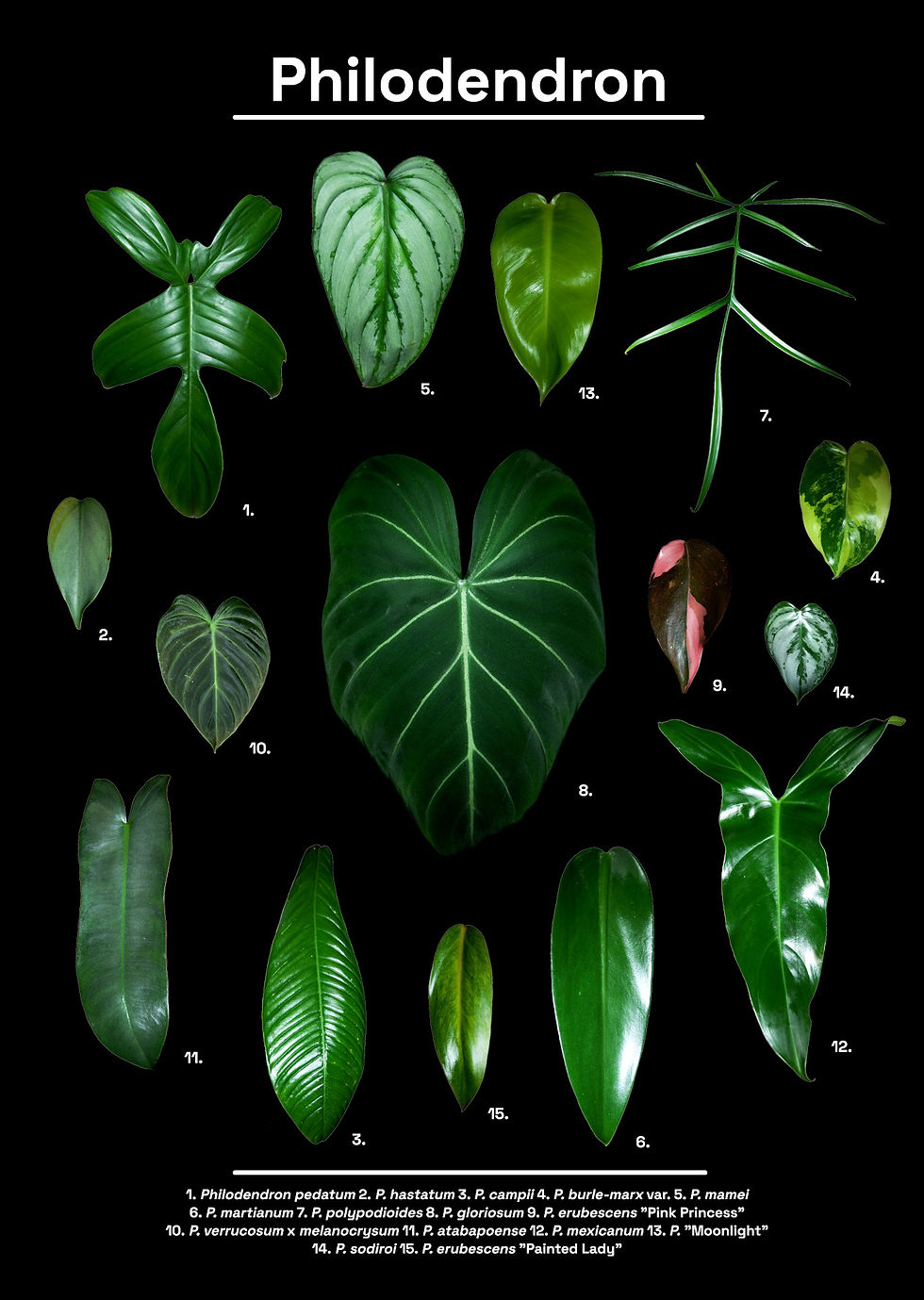 Digitales Bild des Philodendronposters mit 15 Arten