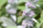 Blattschneiderbiene auf einem Wollziest stachys byzantina
