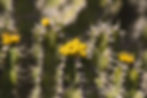 Euphorbia spec. mit Dornen und Blüten