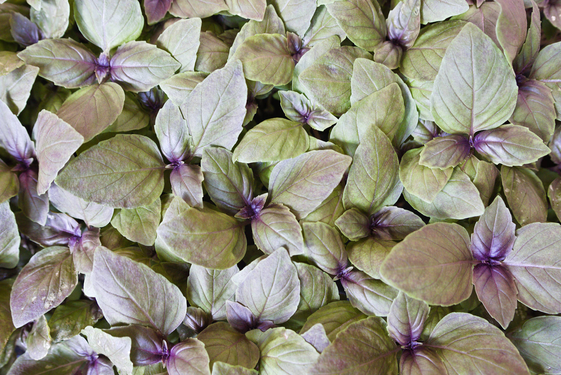 Rotes Basilikum von oben