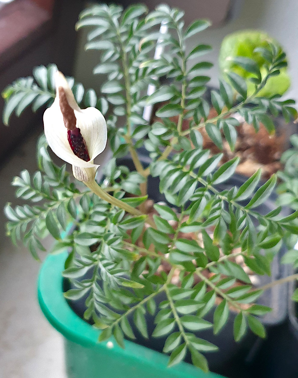 Amorphophallus ongsakulii mit Blüte