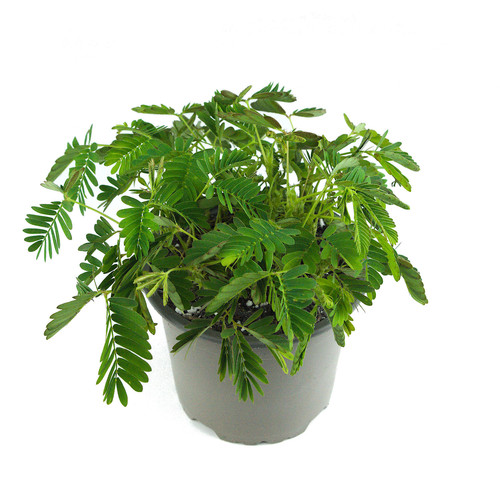 Outsidepride 1000 Semillas Mimosa Pudica Para Plantar | Meses Sin Interés - Foto 3