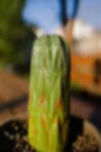 Zimmerpflanze Euphorbia obesa