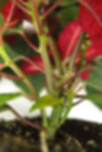 Weihnachtsstern Euphorbia pulcherrima Stamm