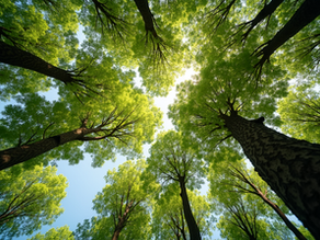 Enhance Your Landscape with Professional Tree Care
