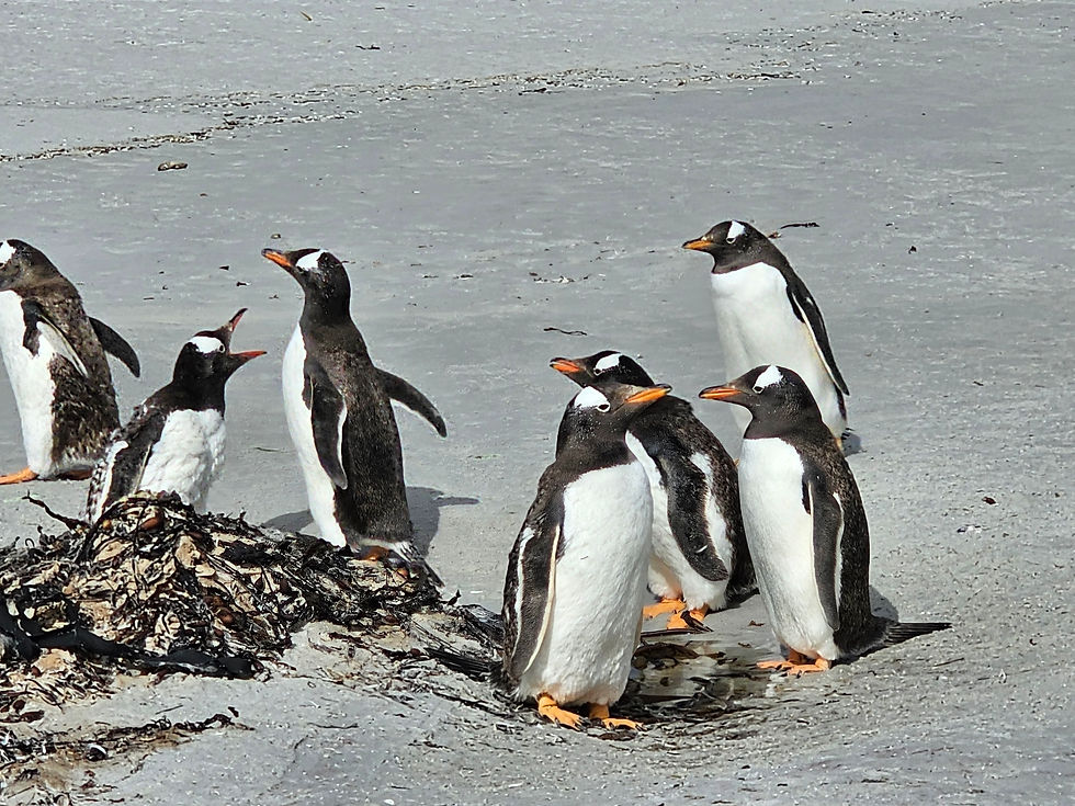 Gentoo Penguins at Yorke Bay Beach