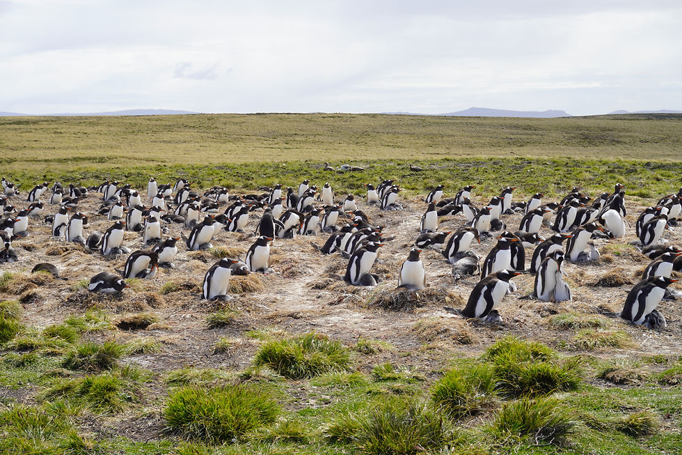 Gentoo penguins gather with their chicks at Bertha's Beach, creating a lively and nurturing scene on the grassy landscape.