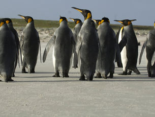 Where Can I Book a Penguin Tour in Stanley? (Step-by-Step Excursion Guide)