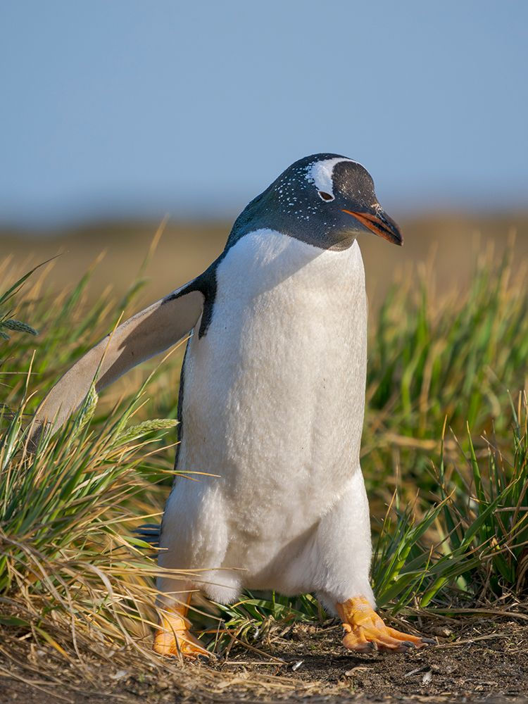 ree