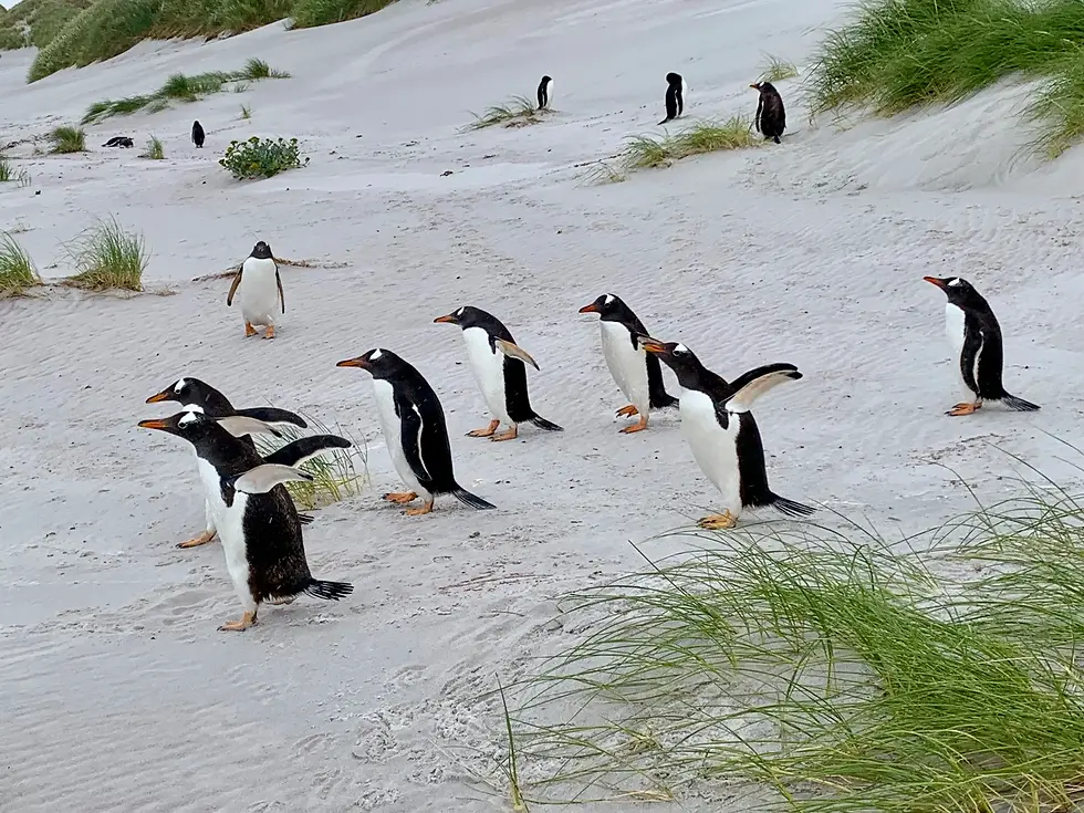 Gentoo penguins waddle across the pristine white sands of Bertha's Beach, surrounded by tufts of green grass.