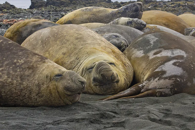 Elephant seals lounge together on a rocky shore, basking in a moment of tranquil rest.