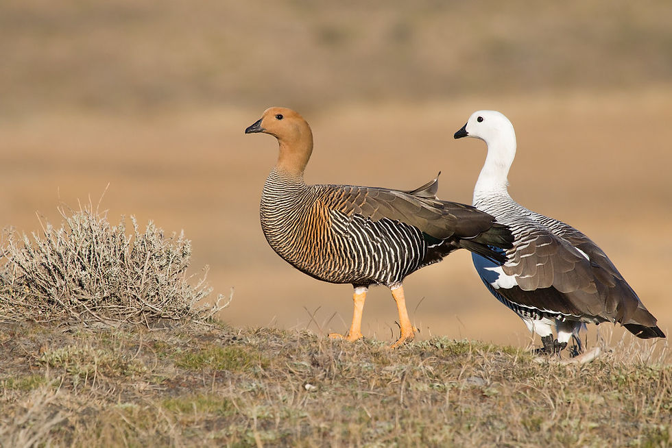 A pair of Upland Geese gracefully traverse the grassy terrain of the Falklands, their striking plumage contrasting against the muted landscape.