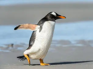 Gentoo penguins on sandy beach in the Falkland Islands