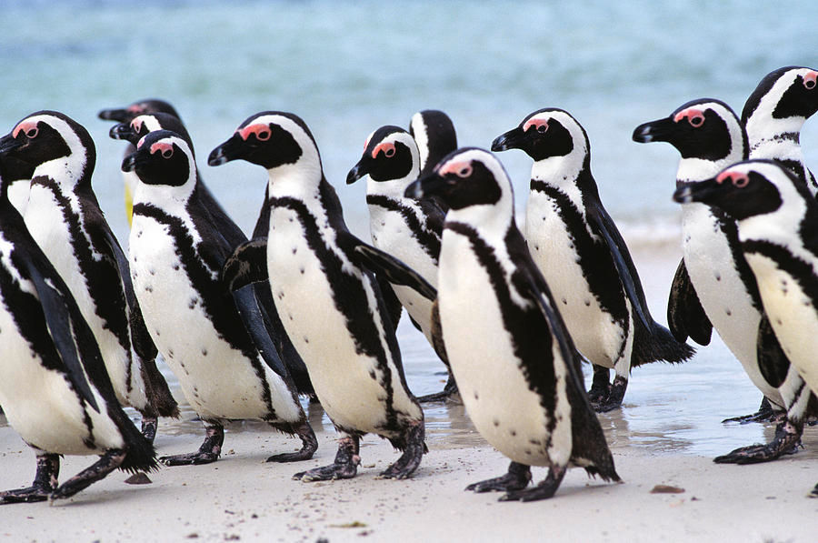 A group of jackass penguins gathers on a sandy beach, with the ocean in the background, showcasing their distinctive black and white plumage.