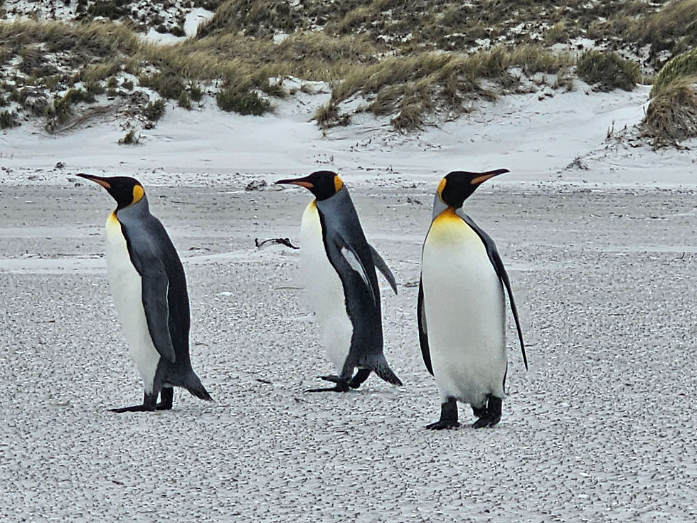 King penguins on a sandy beach in Yorke Bay, enjoying the summer peak season.