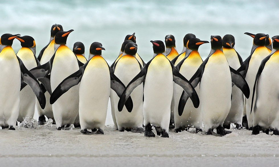 A group of majestic king penguins march in unison along the shoreline at Volunteer Point, showcasing their distinctive black and white plumage with vibrant orange markings.