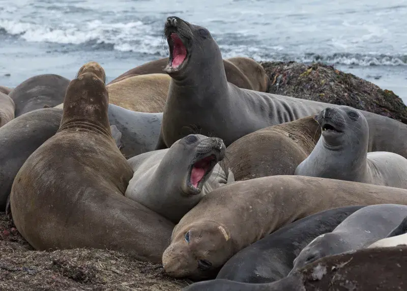 A group of giant elephant seals express their dominance and vitality at Whale Point in the Falkland Islands.