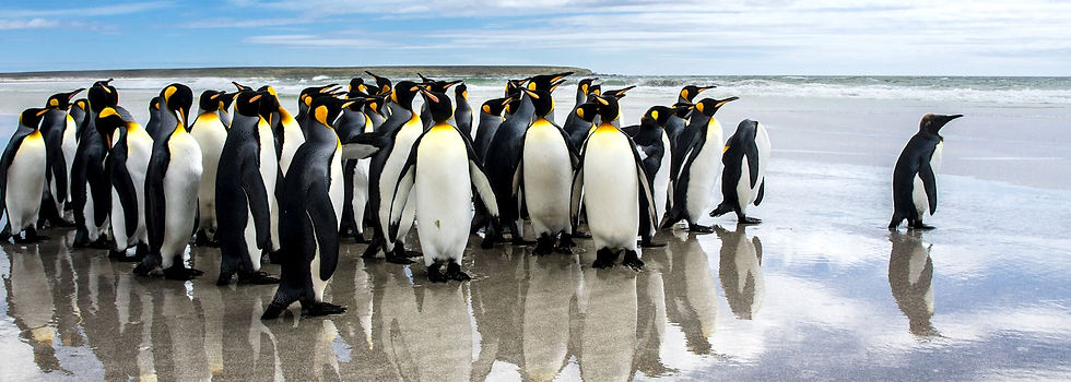 A group of King Penguins gathers on a sandy beach under a partly cloudy sky, reflecting on the wet shoreline as they face the ocean.