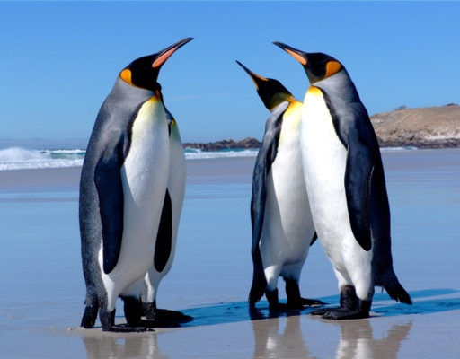 4 King Penguins Yorke bay