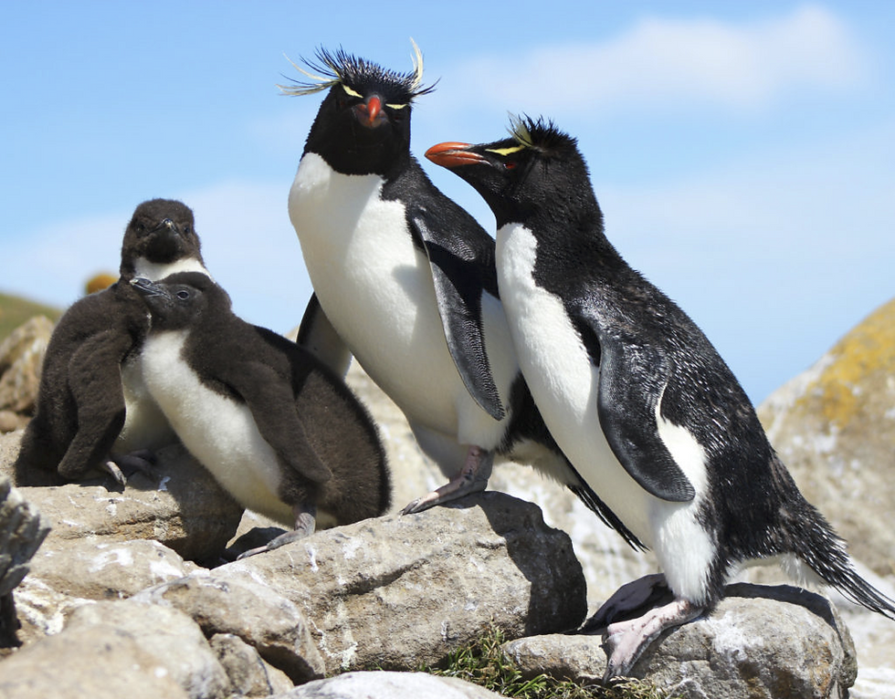 Rockhopper Penguins with their chicks gather on the rocky shores of Cape Bougainville, East Falkland, showcasing the region's vibrant wildlife.