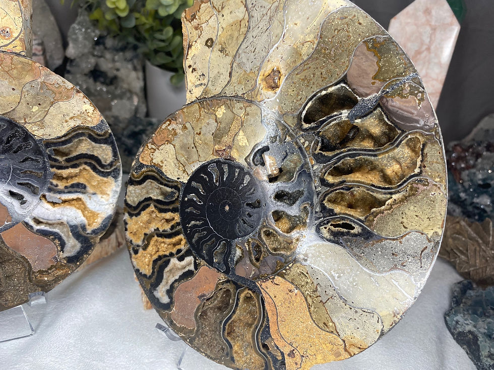 Thumbnail: Am 6 - ammonite twin set