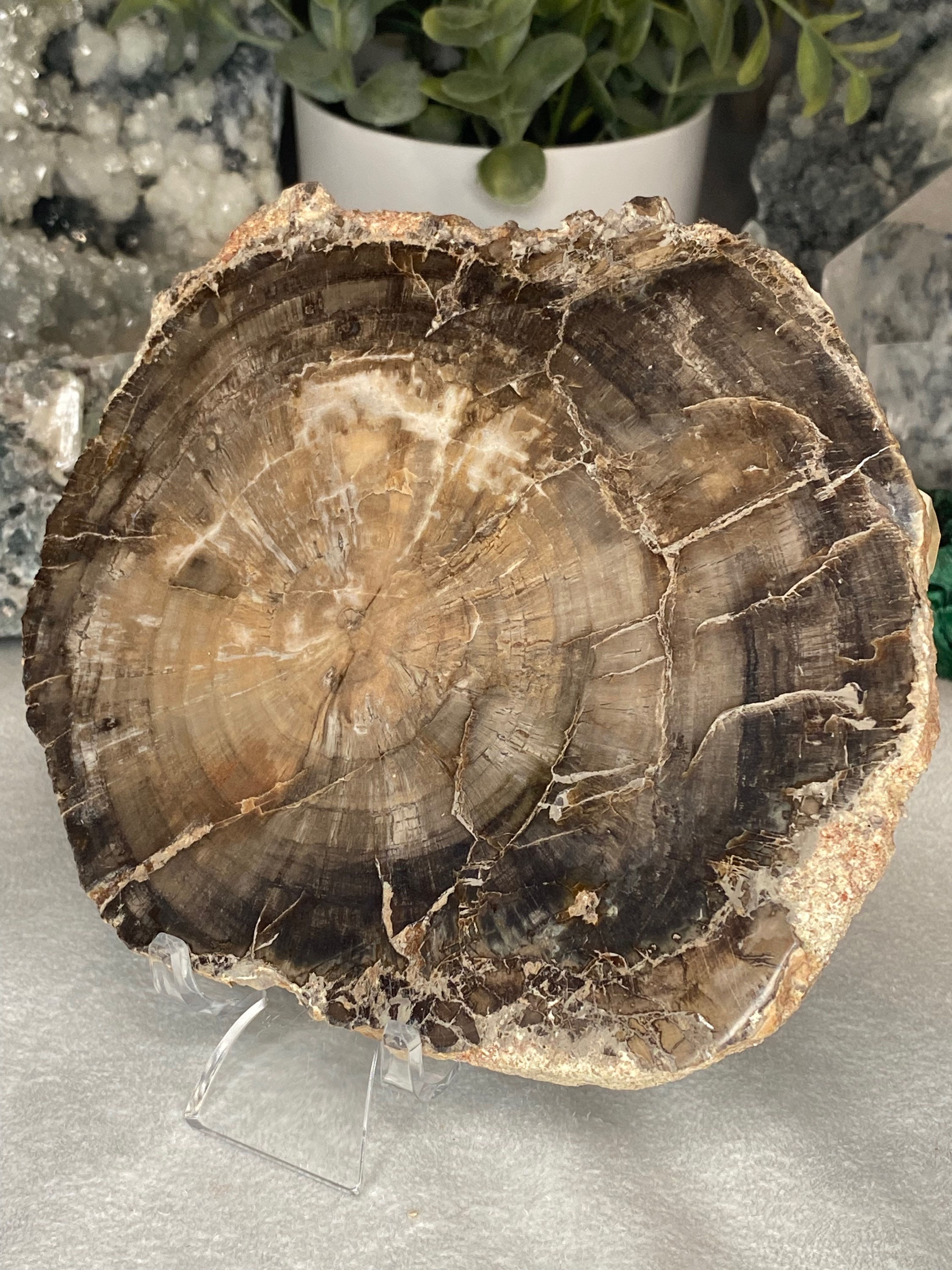 PW 2 - petrified wood slab