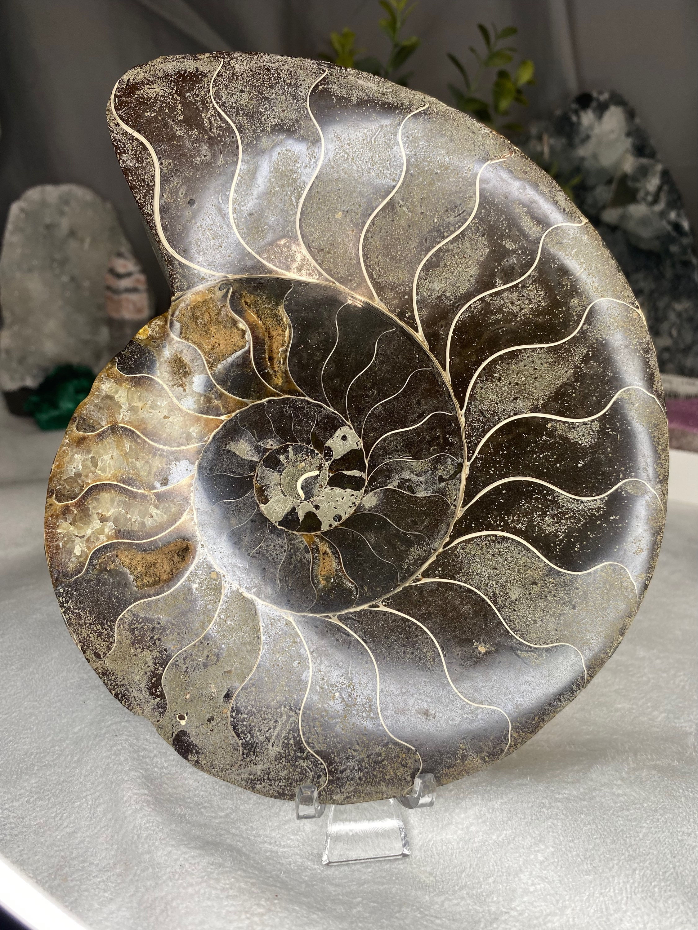 Am 8 - ammonite half