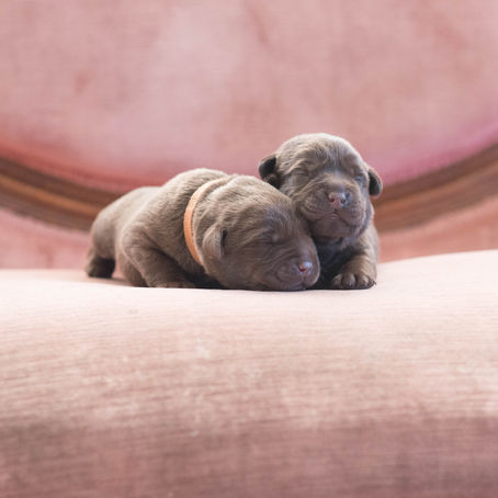 More puppy pics!